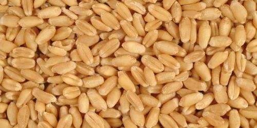 Wheat Grains