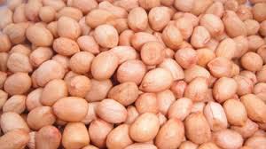 Groundnut seeds