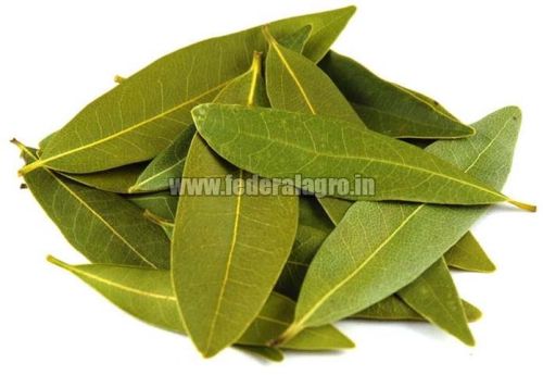 Organic Bay Leaves, Feature : Antioxidant, High In Protein, Antioxidant, Rich In Vitamin, High In Protein