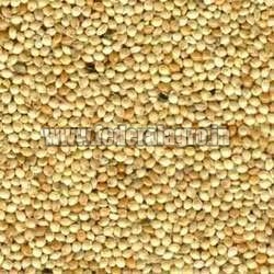 Organic C Grade Sorghum Seeds, Shelf Life : 1Year