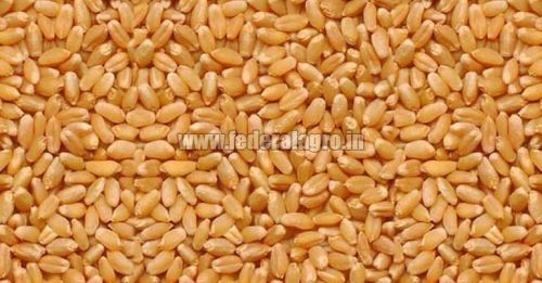 Organic Lokwan Wheat Seeds, For Flour, Packaging Type : Jute Bags, Plastic Packets