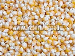 Organic Animal Feed Maize Seeds, Color : Brown