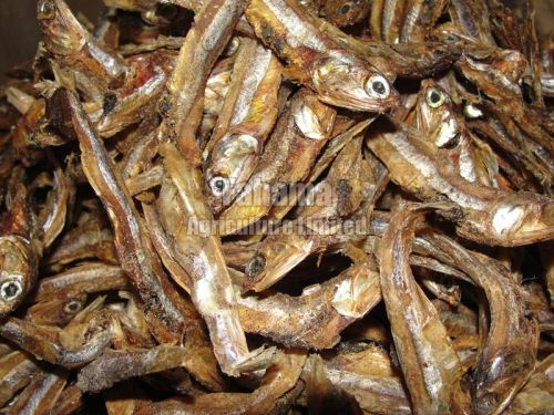 Dried Fish