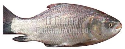 Frozen Katla Fish