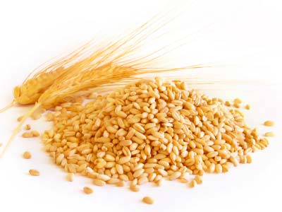 Wheat seeds, Packaging Size : 50-100kg
