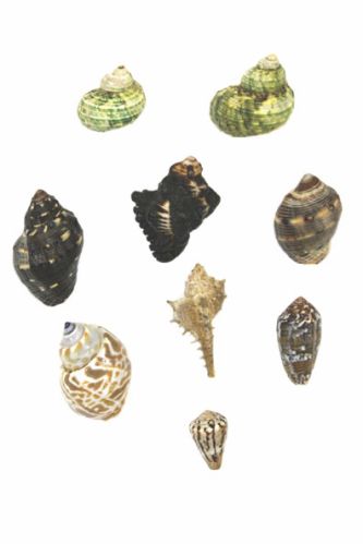 Multiple Sea Shell With Lord Ganeshji