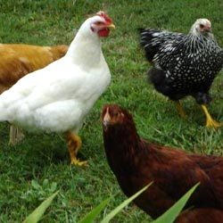 Herbal Veterinary Feed Additives