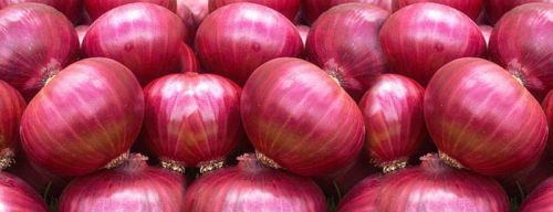 Oval-Round Natural Fresh Red Onion, For Cooking, Size : Large, Medium, Small