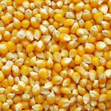 Yellow Corn Seeds, For Animal Feed, Cattle Feed, Flour, Food Grade Powder, Rawa, Style : Dried