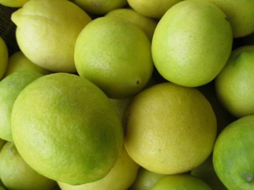 Common Fresh Lemon, Feature : Easy To Digest, Natural Taste