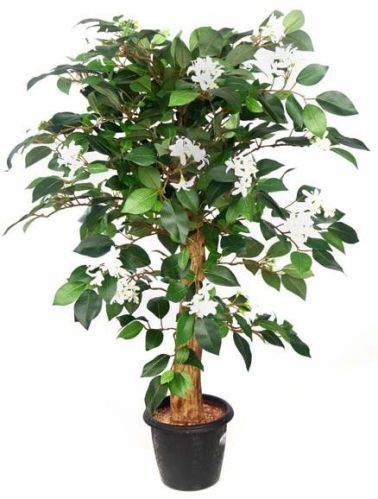 Jasmine Plant N.Coffe Wood Stick2'