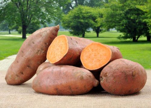 Fresh Sweet Potato