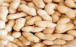 Shelled Groundnuts