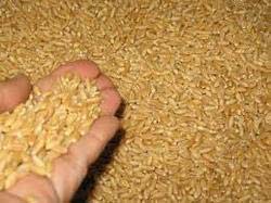 Wheat seeds, Feature : Purity, Non Harmul, Healthy