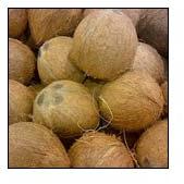 Fresh coconut, Number Of Flower : Natural