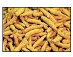 Turmeric finger, Material : Turmeric