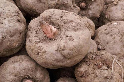 Elephant Foot Yam