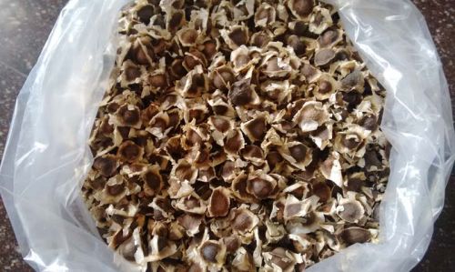 Moringa oleifera seeds, Shelf Life : 1 Year