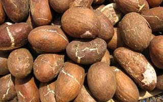 Bitter Kola Nuts