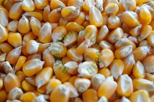 Whole Maize Seeds