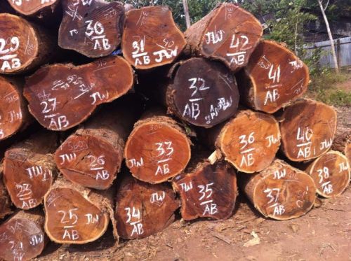 Pyinkado Round Logs for chairs, beds, doors, cabinets