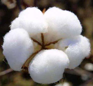 Raw Cotton Bales