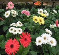 Tissue Culture : Gerbera (On Demand)