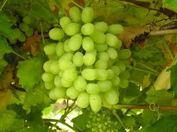 White and Red Grape