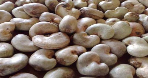 Cashew nuts for Snacking