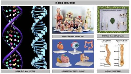Biological Lab Models, For Schools, Colleges, Medical Colleges, Medical Hospitals, Research Department