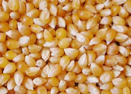 Maize Seeds, Speciality : High In Protein