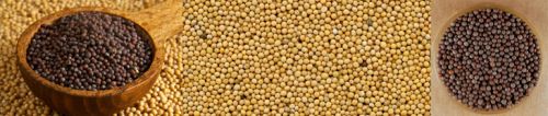 Mustard Seeds