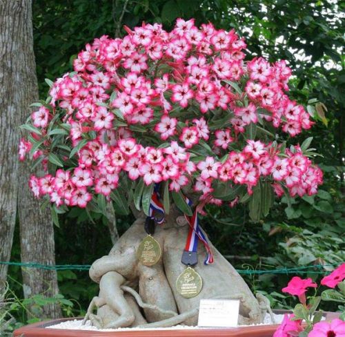 Adenium Plants