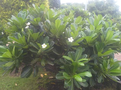 Plumeria Plants