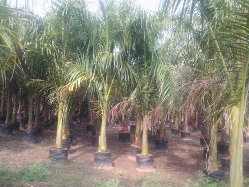 Royal Palm Plants