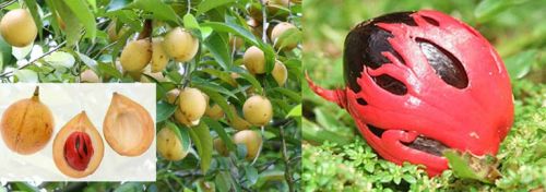 Nutmeg, Cultivation Type : Organic