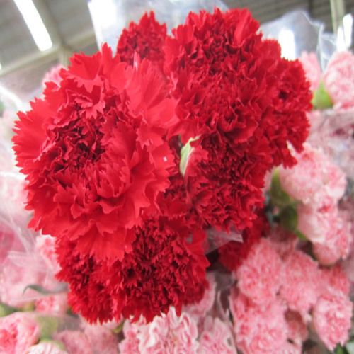 Carnation, Packaging Type : red, purple, green, yellow