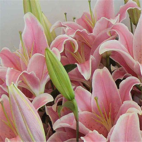 Fresh flowers, Packaging Size : 10 Kg