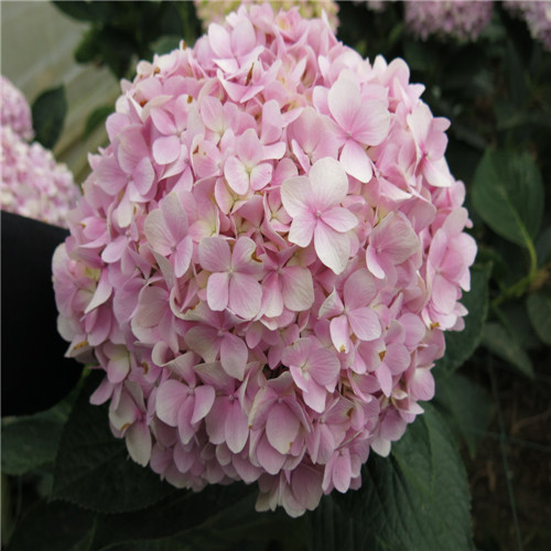 Hydrangea