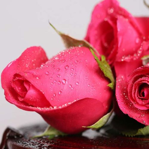 Rose Oil, Shelf Life : 2-3 Year