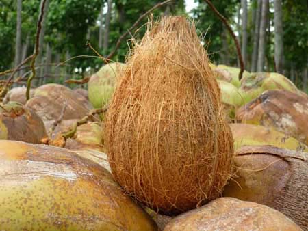 Semi Husked Coconut