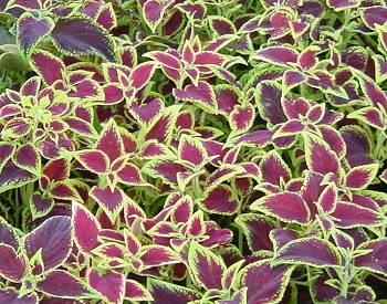 Coleus Forskohlii Extract (forskolin 10%-98% )