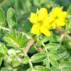 Tribulus Terrestris Extract