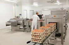 Broiler hatching eggs