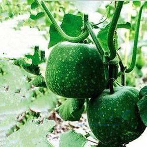 Organic Fresh Winter Melon, For Cooking, Feature : Bore Free, Good For Health, Non Harmful