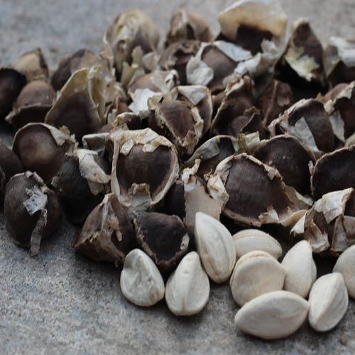 Moringa seeds, Moisture : 7% Max