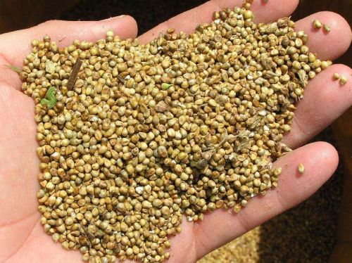 Natural Common Millet Seeds, For Cattle Feed, Cooking, Variety : Natural