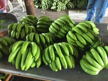 Fresh Cavendish Banana