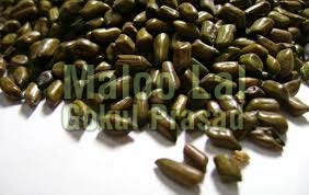 Common Cassia Tora Seeds, For Cosmetic, Medicine, Packaging Size : 1kg, 25kg, 5kg