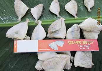 Headless Frozen Silver Belly Fish, For Cooking, Food, Making Oil, Packaging Type : Thermocol Box